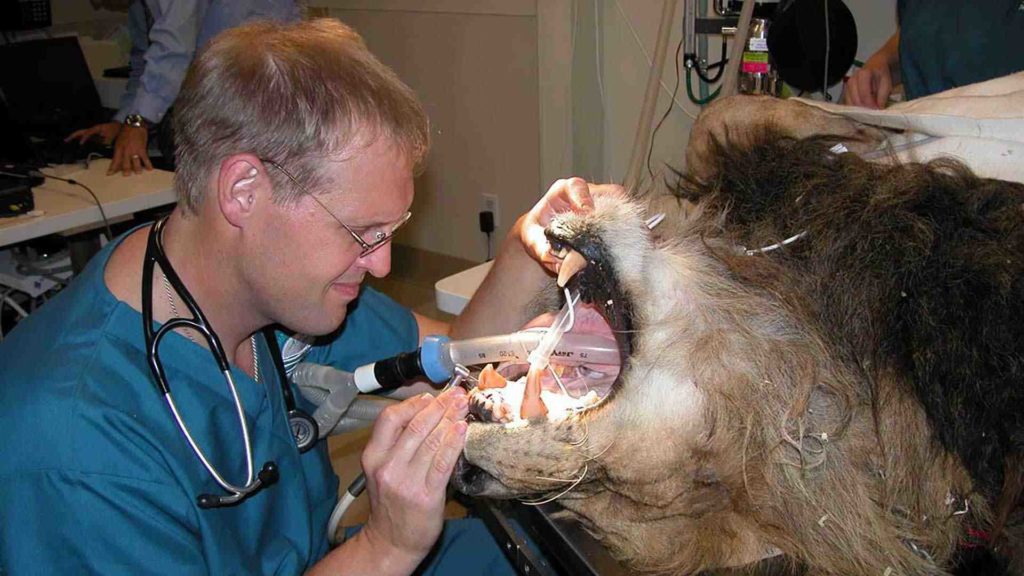 San diego canine dentist Elite Dentists