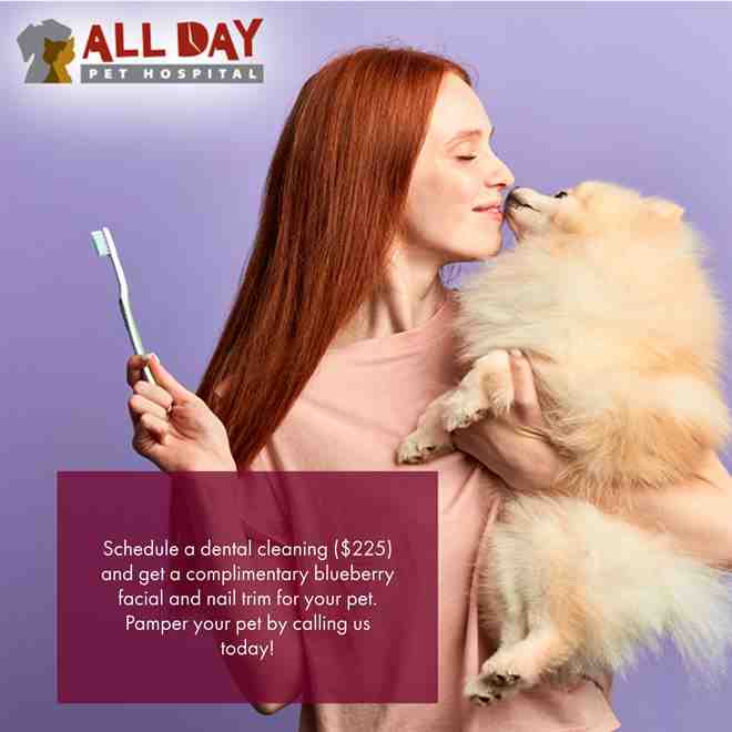Can I get my dog's teeth cleaned without anesthesia?