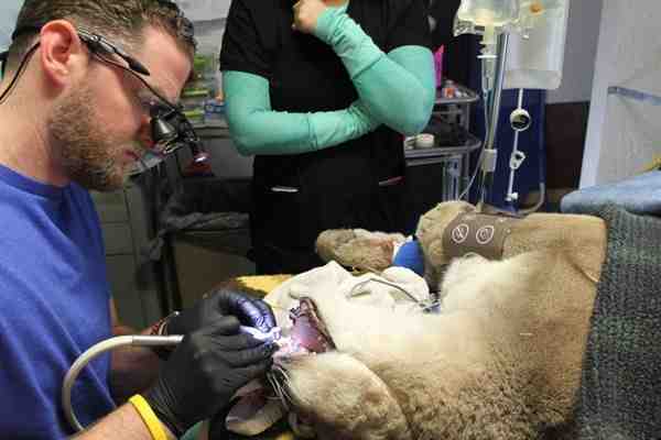 Do vets do dental work?