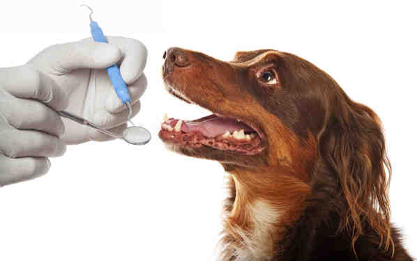 How much does it cost to have a dog's teeth cleaned UK?
