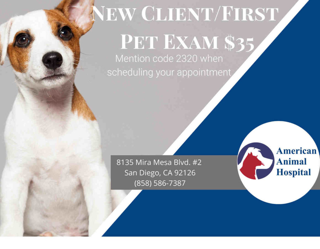 Dog dentist san diego Elite Dentists