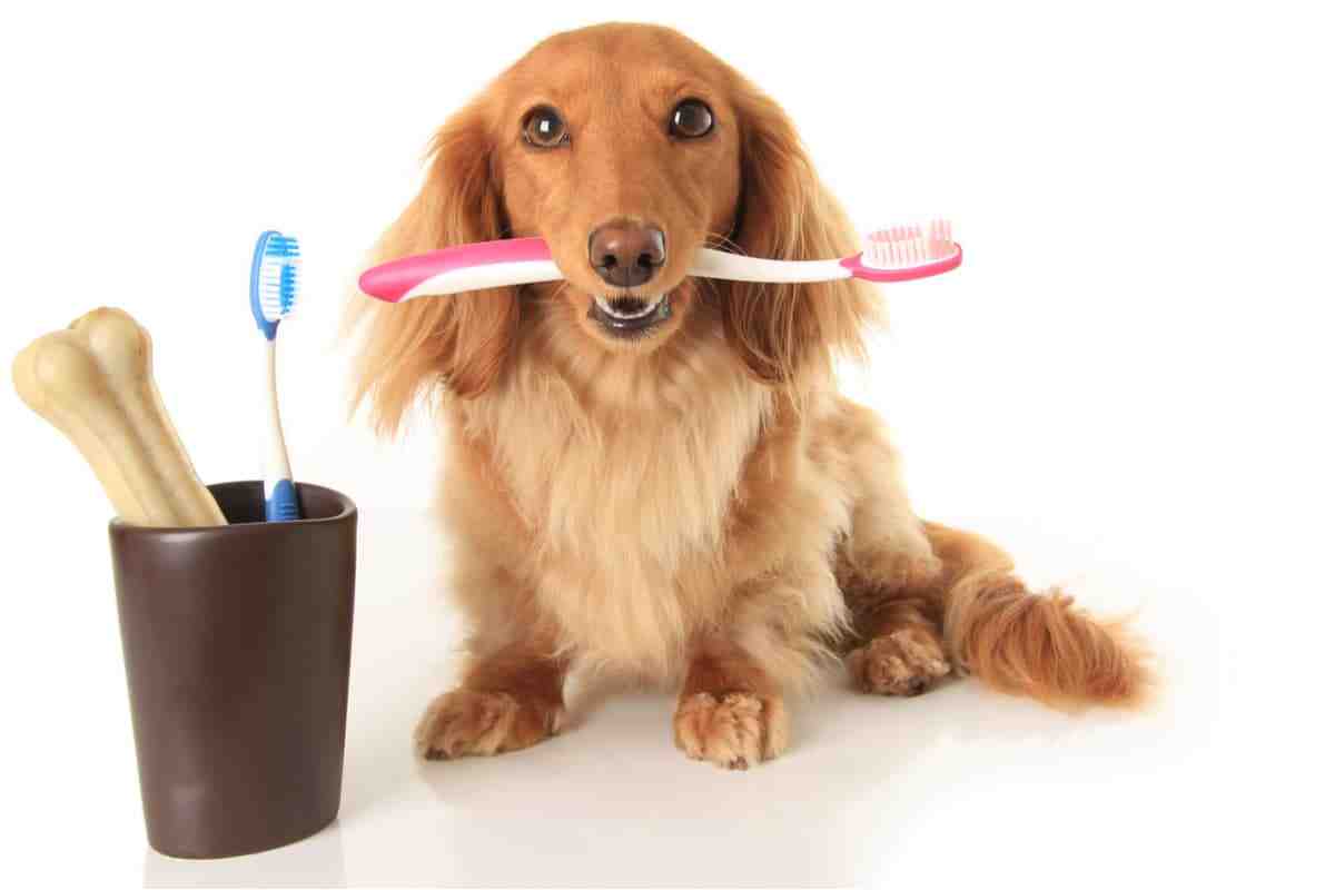 How much is it to remove a dog's teeth without insurance?