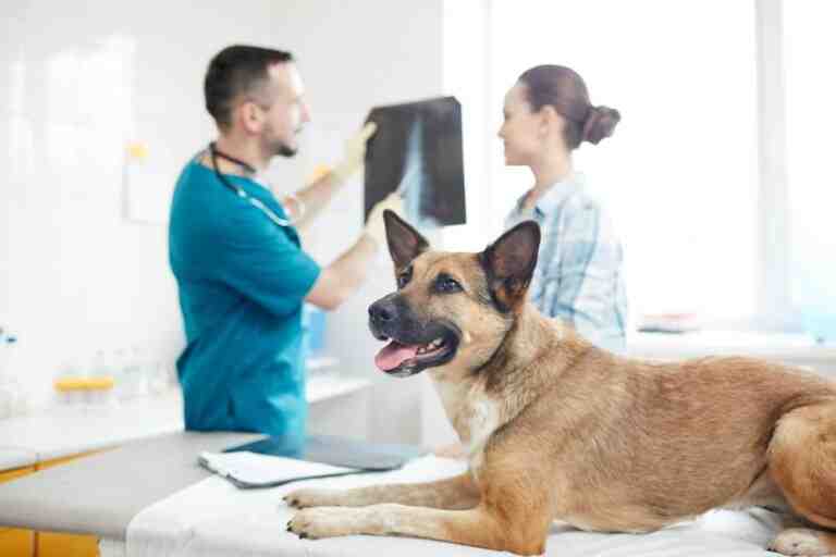 What Pet insurance covers dental treatment?