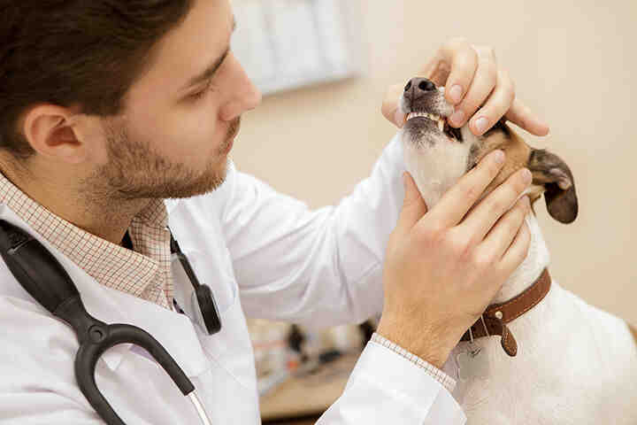 Can Vet clean dogs teeth without anesthesia?