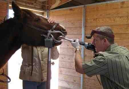 How much does it cost to get a horse's teeth done?