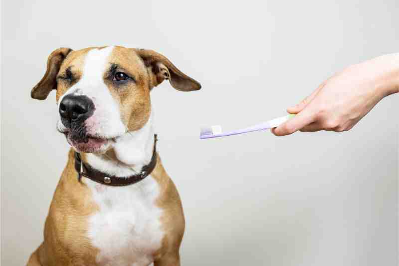 San diego dog dentist anethisia