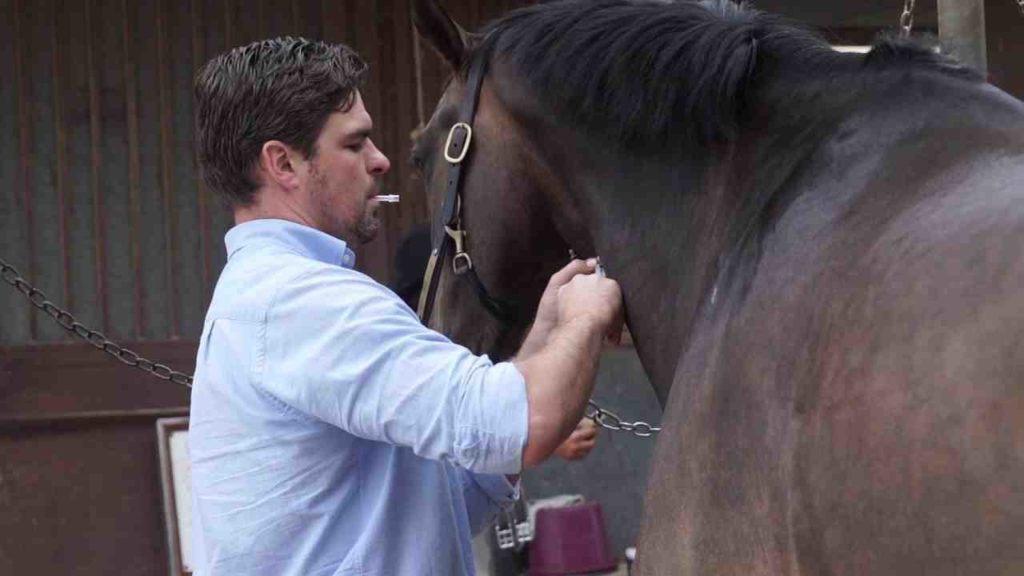 Horse Dentist San Diego Elite Dentists